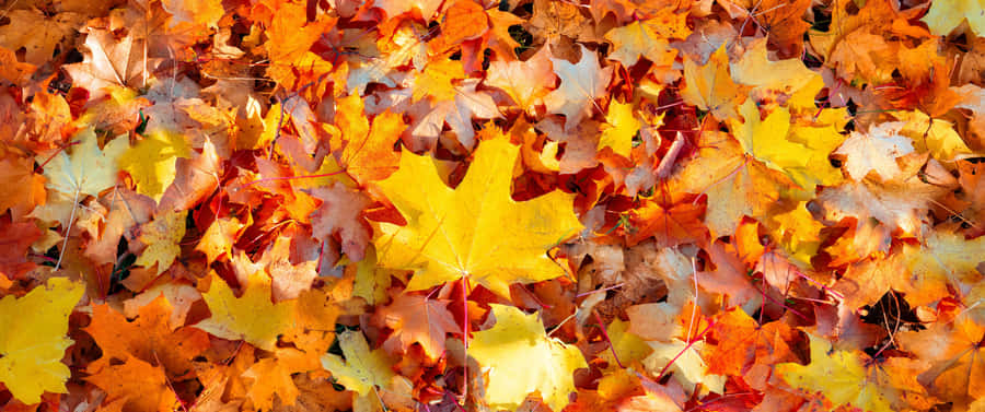“the Stunning Autumn Foliage Of Fall