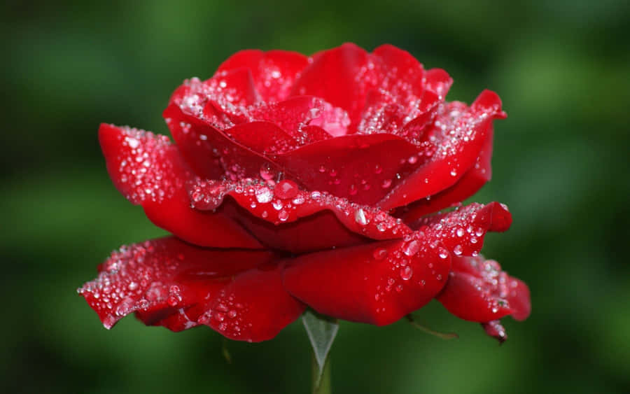 The Vibrant Beauty Of A Pink Rose Wallpaper