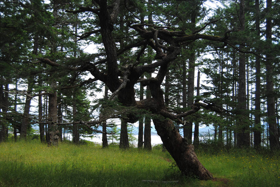 Thick Forest Trees Wallpaper