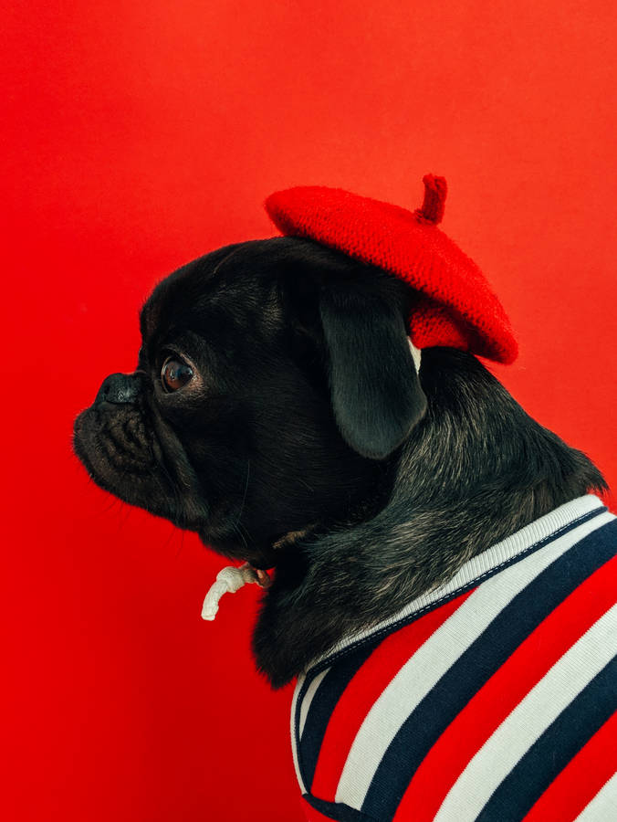 This Little Red Pug Is Ready To Play Wallpaper