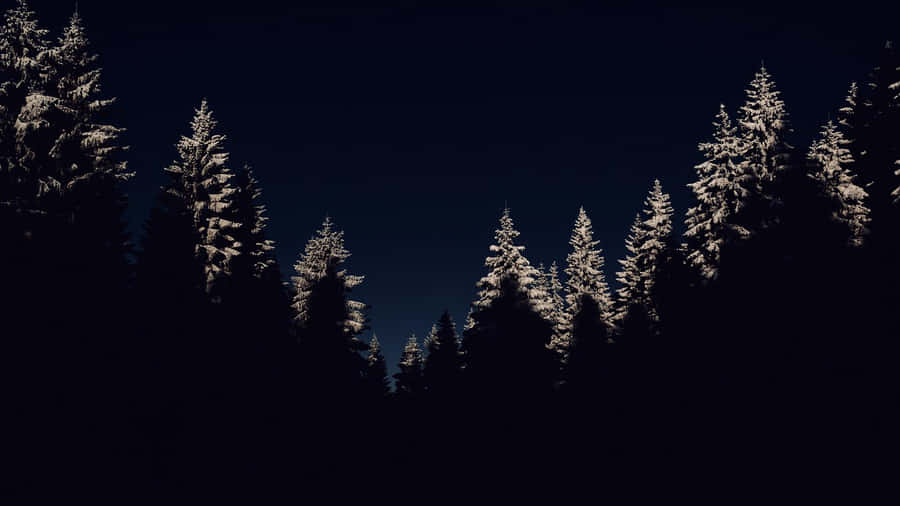 This Winter Night Is A Magical Sight Wallpaper