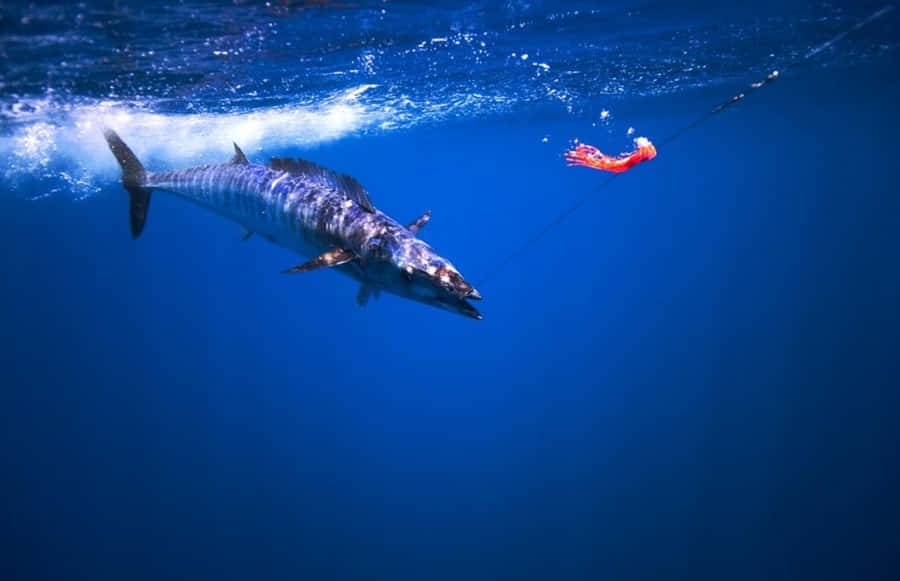 Thrill Of The Chase - Angler Captures Wahoo Fish Wallpaper