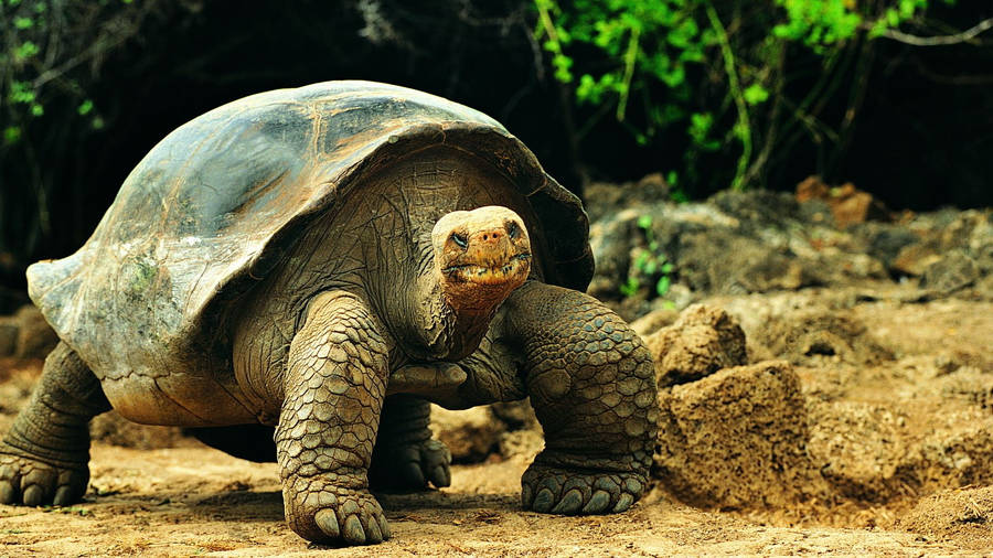 Download free Tortoise In Nature Wallpaper - MrWallpaper.com