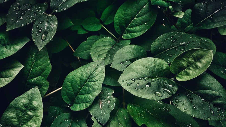 Tranquil Nature - Olive Green Aesthetic Desktop Background Wallpaper