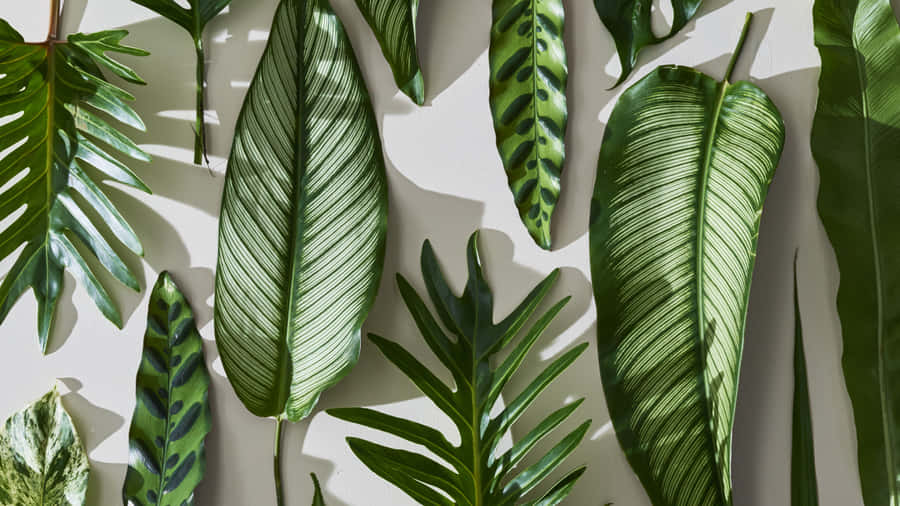Tropical Aesthetic Houseplants Wallpaper