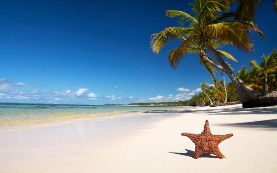 Download free Tropical Beach Cute Starfish Wallpaper - MrWallpaper.com