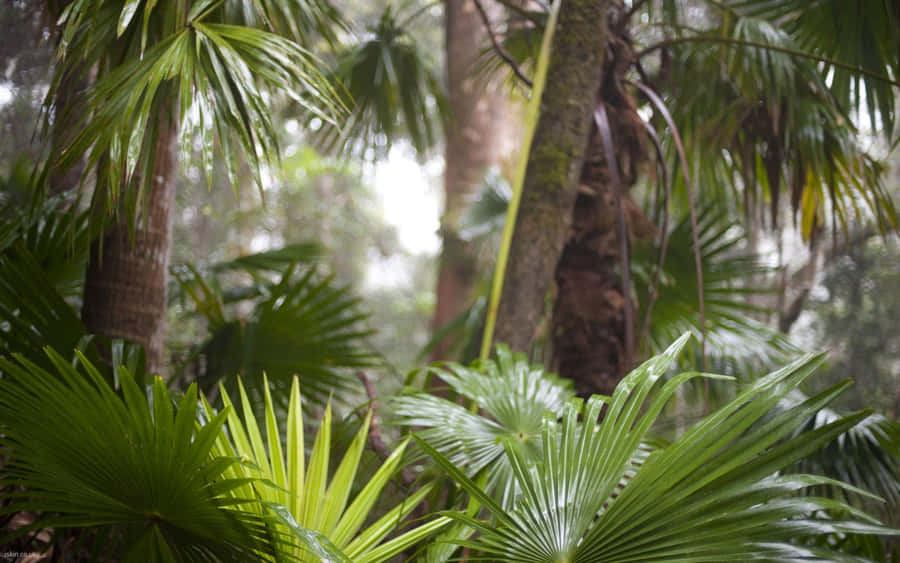 Tropical Plants Anahaw Leaves Wallpaper