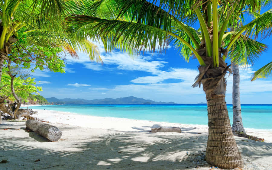 Tropical Summer Palm Beach Wallpaper