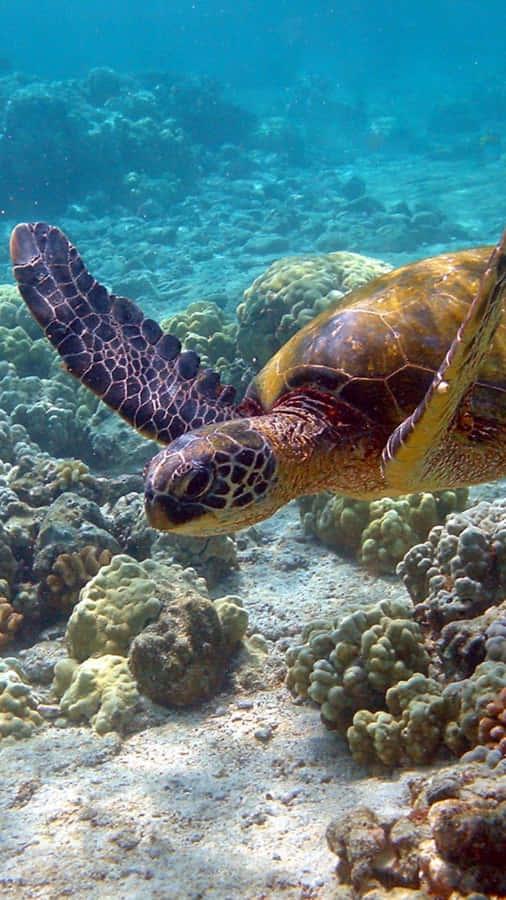 Turtle Deep Iphone Hd Wallpaper