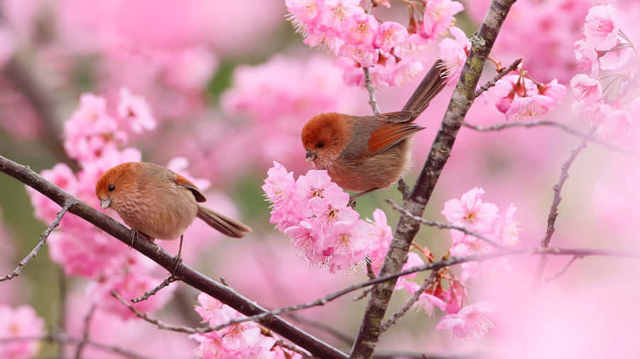 Two Birds Sitting On A Branch With Pink Blossoms Wallpaper