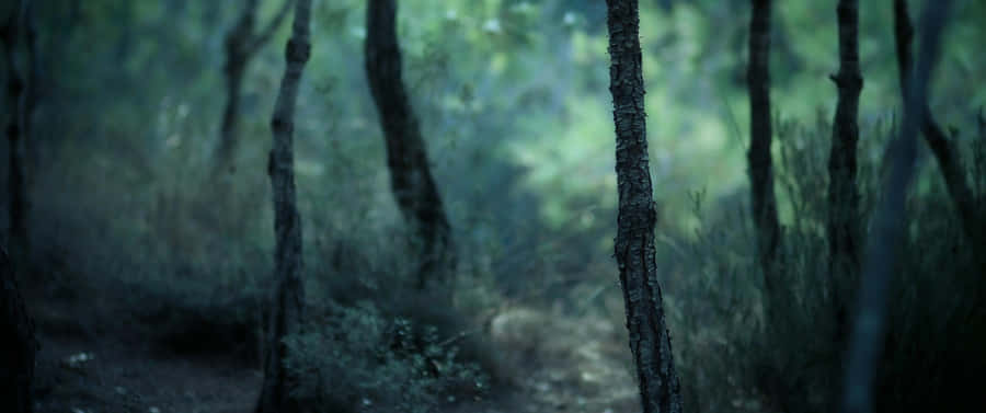 Ultra Wide Nature Selective Wallpaper