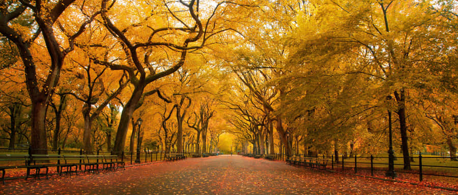 Ultra Wide Nature Yellow Wallpaper