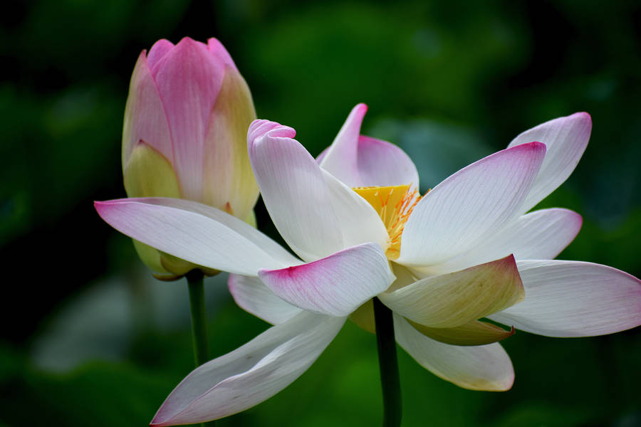 Download free Unbloomed Lotus Flower Wallpaper - MrWallpaper.com