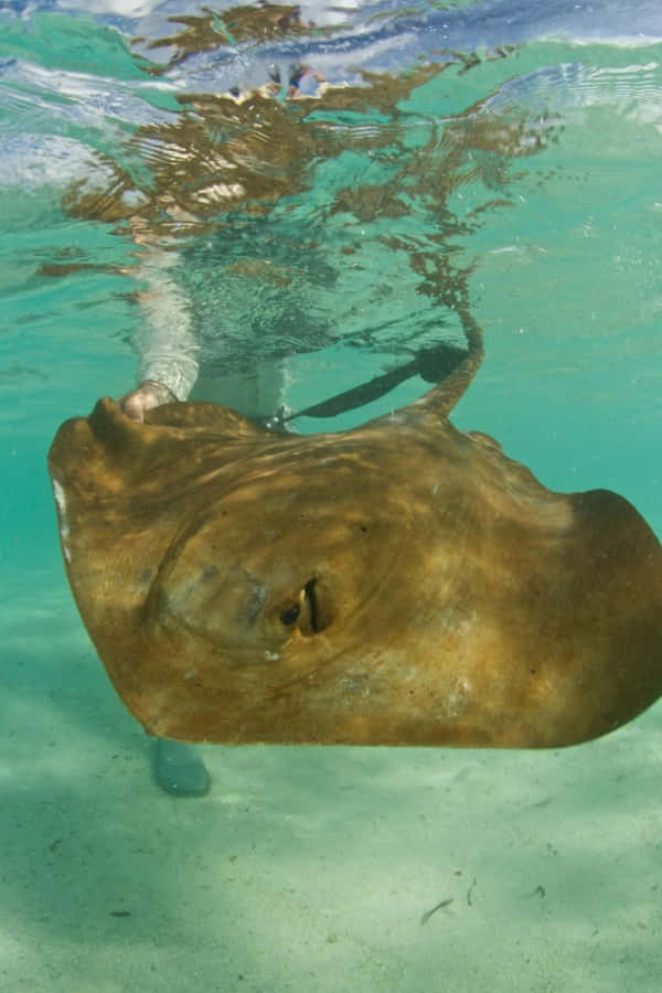 Underwater Marvel- A Pristine Stingray Wallpaper