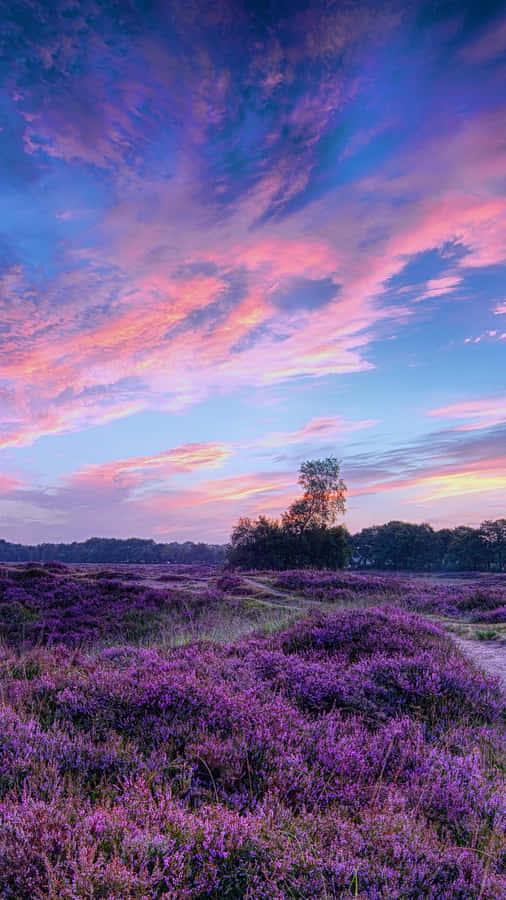 Upgrade Your Aesthetic With Thispurple Lavender Laptop. Wallpaper