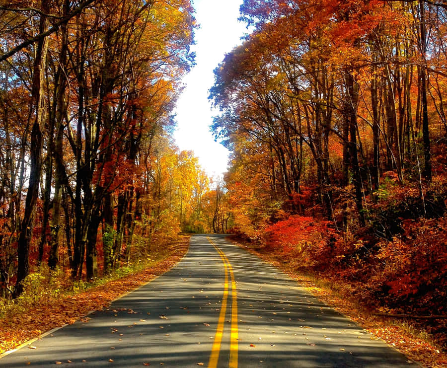 Vibrant Autumn Road Wallpaper