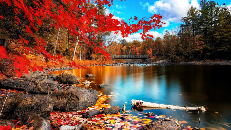 Vibrant Colours Of Autumn Wallpaper
