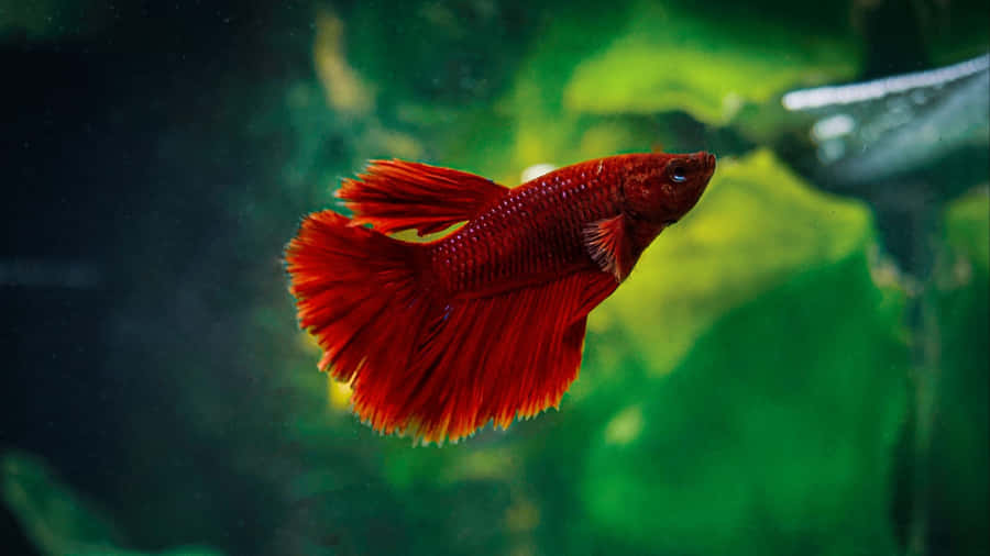 Download Free Vibrant Red Betta Fish Swimming Wallpaper - Mrwallpaper.com