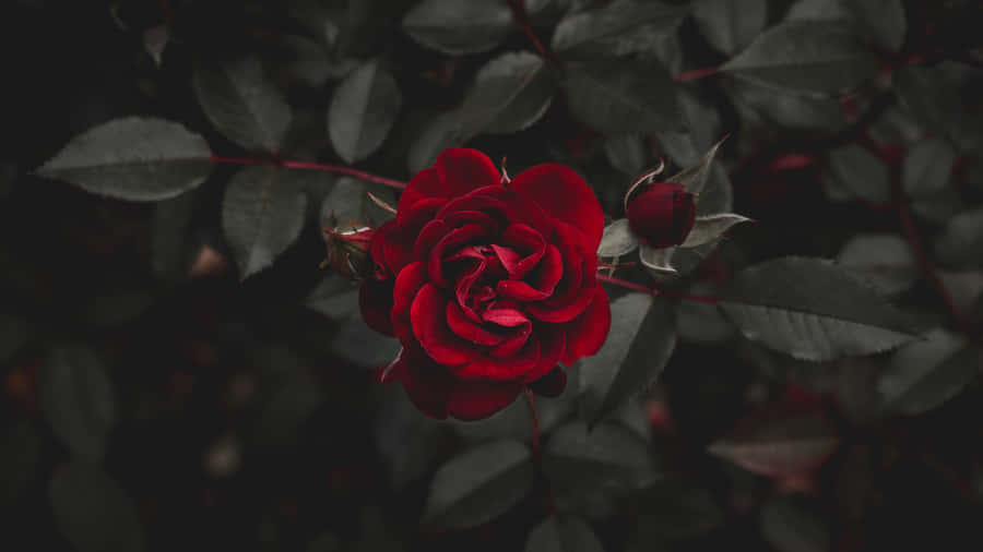 Vibrant_ Red_ Rose_ Dark_ Background_4 K.jpg Wallpaper