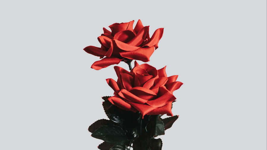 Vibrant Red Roses4 K Wallpaper Wallpaper