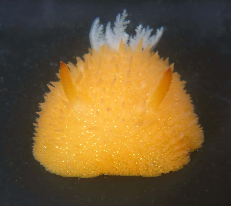 Vibrant Yellow Sea Slug Wallpaper