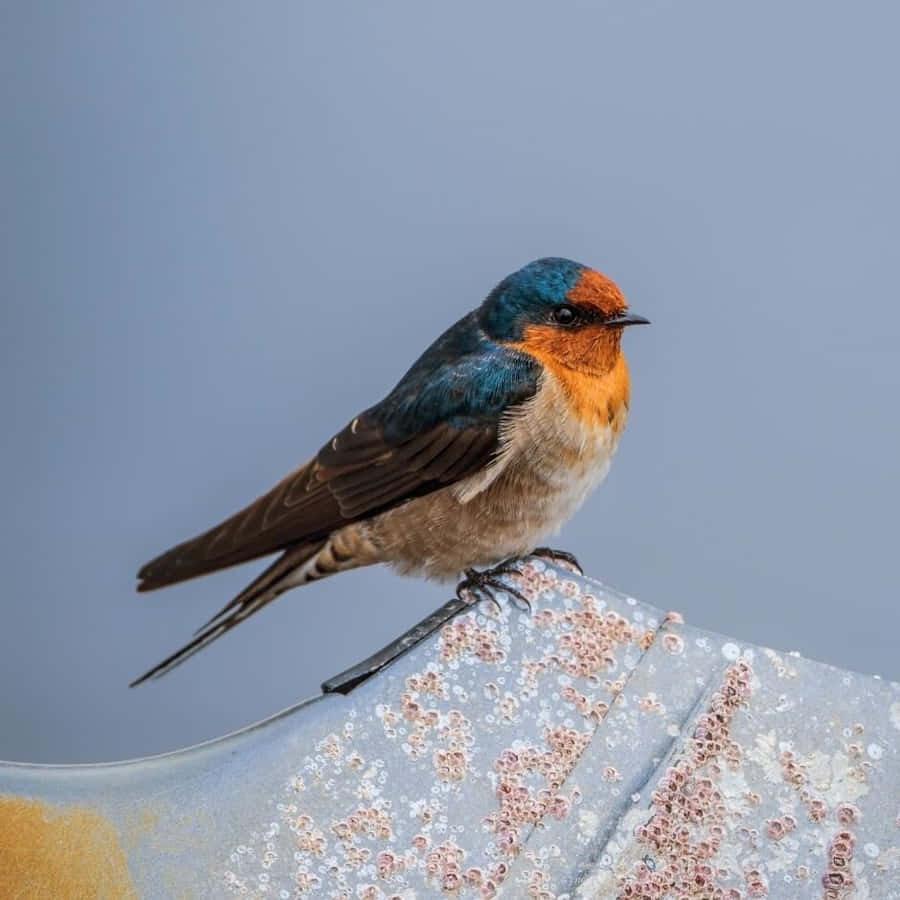 Welcome Swallow Perched On Fabric Wallpaper