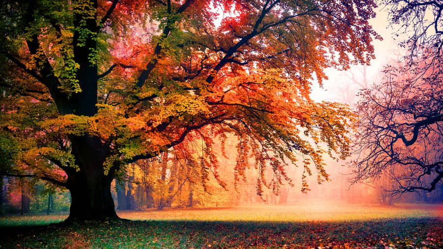 Welcoming The Uniqueness Of Nature Wallpaper