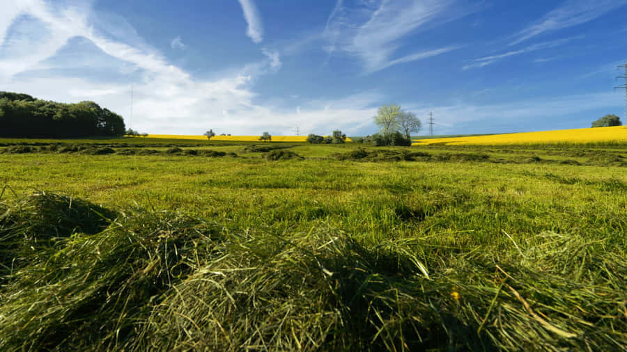 Wheat Field And Pasture In Countryside Wallpaper