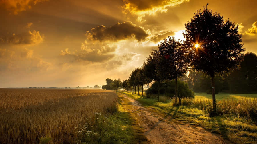 Wheat Field Countryside At Sunset Wallpaper
