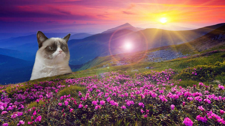 When Life Gives You Loveliness, You Still Find Ways To Grumble Wallpaper