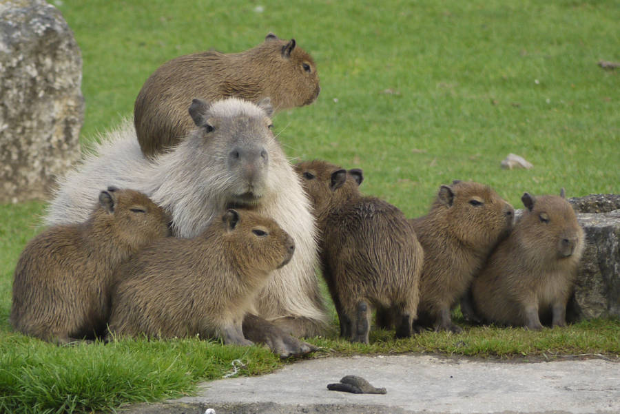 Seamless pattern. Cute capybara animal... - Stock Illustration [109277056]  - PIXTA