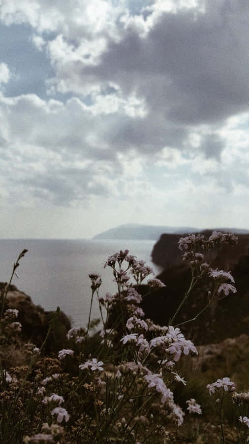 White Flowers With Cloudy Sky Nature Aesthetic Phone Wallpaper