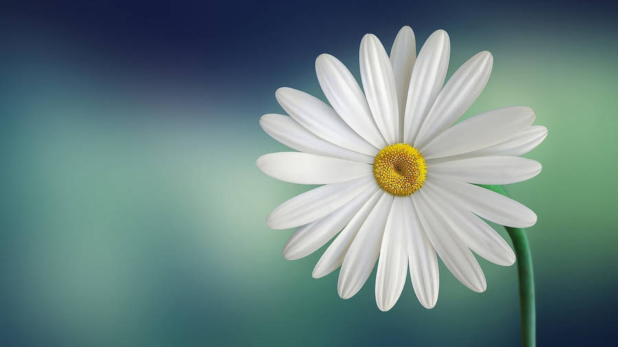 White Minimalist Flower Computer Wallpaper