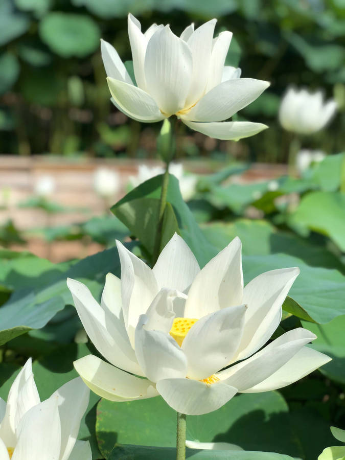 Download free White Sacred Lotus Under The Sun Wallpaper - MrWallpaper.com