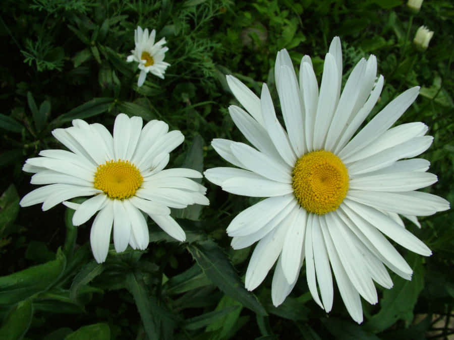 White Tumblr Flowers Desktop Wallpaper