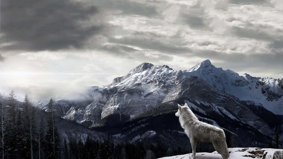 Wide Landscapes Stretching Out From A High Mountain Ridge Under A Dazzling Blue Sky Wallpaper