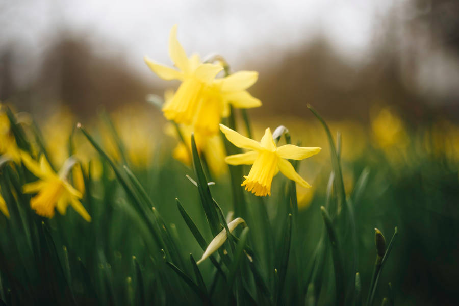 Photo Of Yellow Daffodil Flower With Field Background, Picture Of Daffodil,  Flower, Yellow Background Image And Wallpaper for Free Download