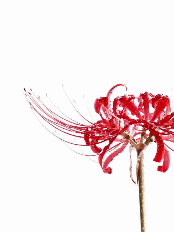 Wilt Not With These Anime Blooms Wallpaper