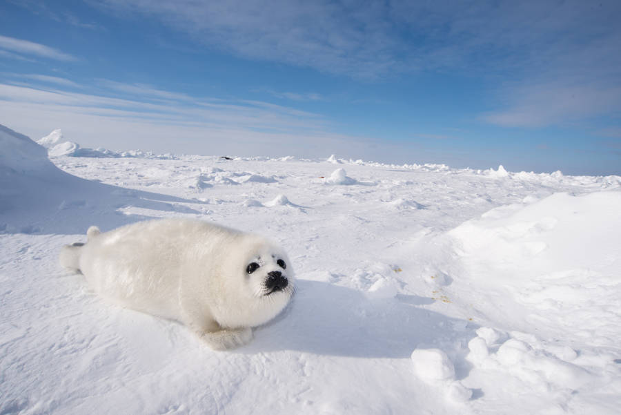 Desktop Wallpaper Seal, Water Animals, Play, Beach, Hd Image, Picture,  Background, 9052e1 | Water animals, Animals, Cute seals