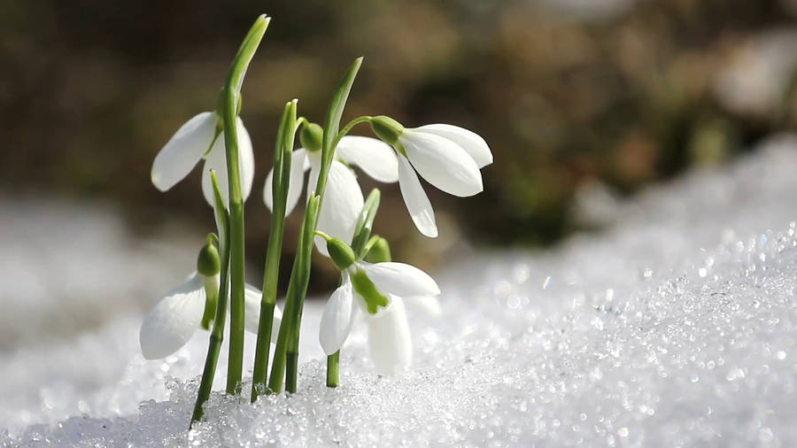 Download wallpaper: Spring is here. Snowdrop 5120x3200