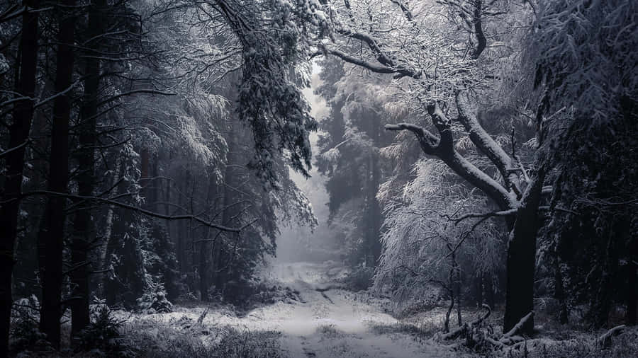 Winter Trees For Laptop Wallpaper