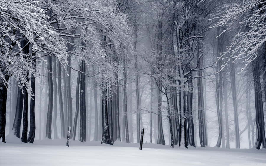 Winter Wonderland Wallpaper