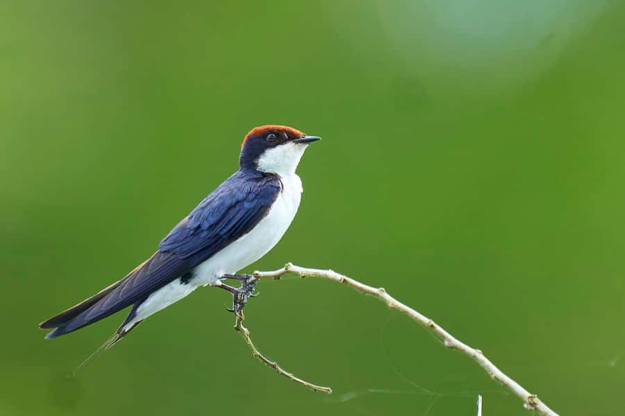 Wire Perched Swallow Green Background Wallpaper