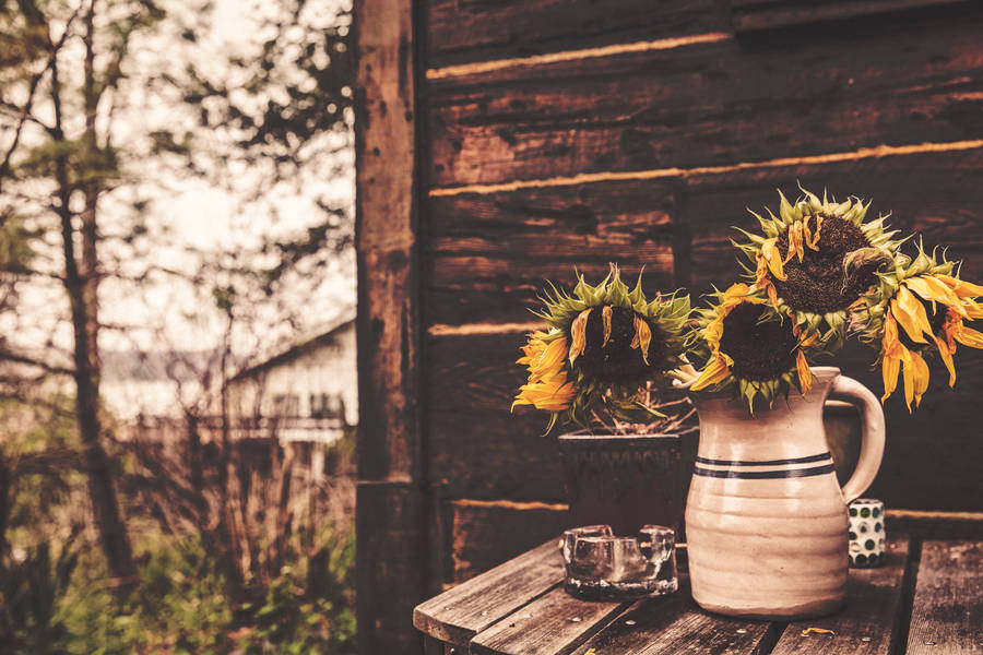 desktop backgrounds sunflowers