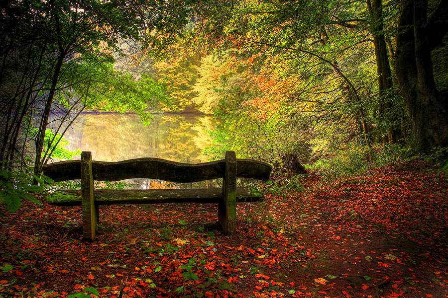 Old Wooden Bench In The Autumn Park On Fallen Leaves Background. Stock  Photo, Picture and Royalty Free Image. Image 67218007.