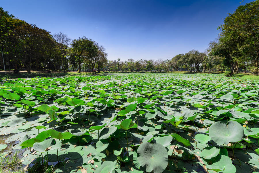 Download Free Yangon Lotus Lake Wallpaper - Mrwallpaper.com