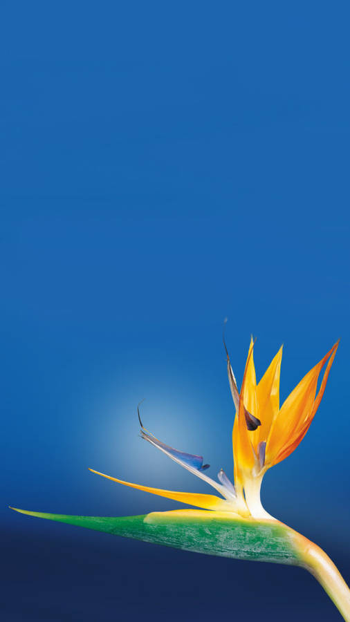 Yellow Green Flower Iphone Wallpaper