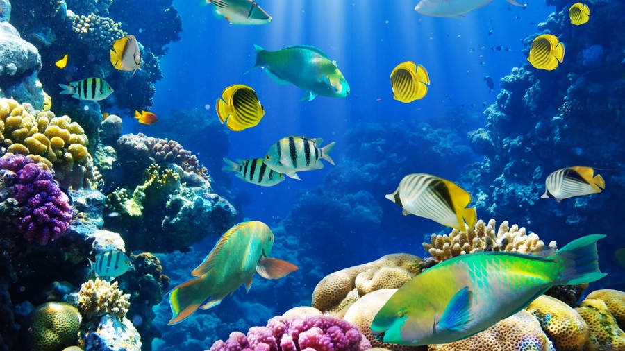 Yellow Tropical Fish Wallpaper