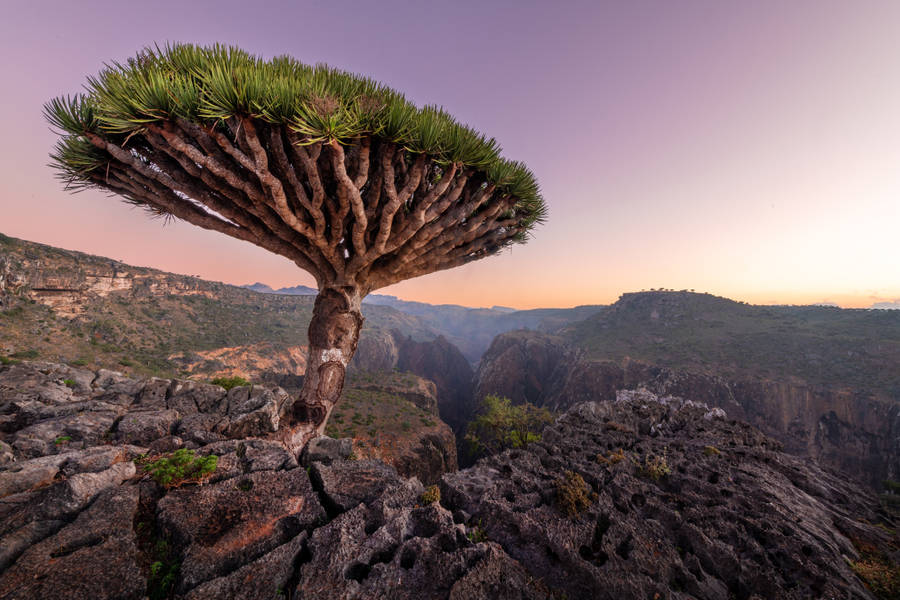 Socotra Magical Island Unusual Flora And Fauna Blooming Tree With Unusual  Shape Wonders Of Nature Yemen Arabian Sea Hd Desktop Wallpaper 1920x1200 :  Wallpapers13.com