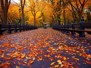 1024 X 768 Autumn In Central Park Wallpaper